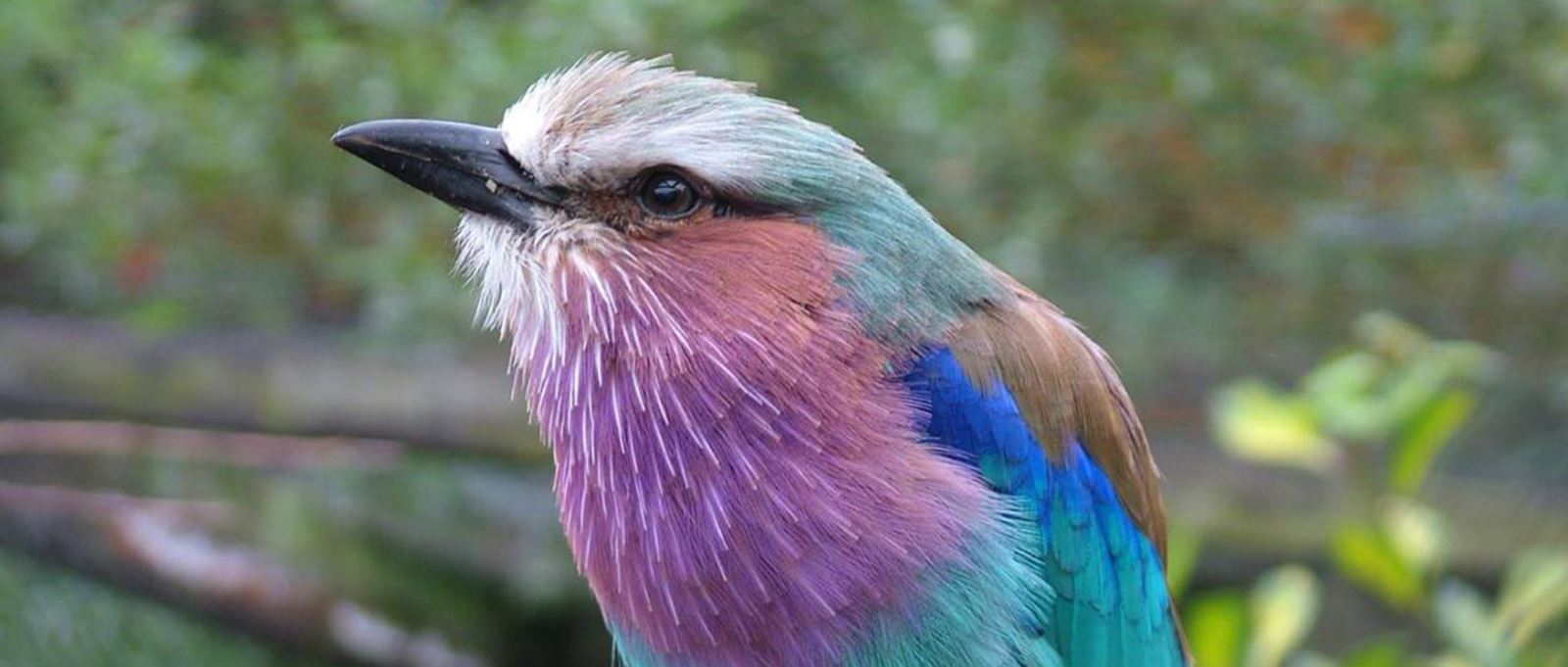 Colourful bird at Birdworld, Hampshire